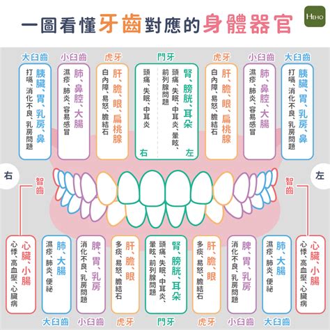 牙齒對應的身體器官 九宫格风水2023